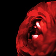 Rose Photograph by Science Photo Library