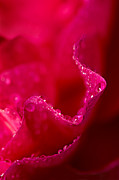 Rose Petal Rain Photograph by Mary Jo Allen