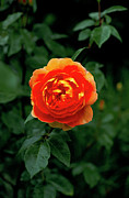 Rose (rosa 'pat Austin') Photograph by Science Photo Library
