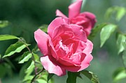 Rose (victor Velidin). Tea Rose Photograph by Science Photo Library