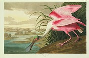 Roseate Spoonbill Photograph by Science Photo Library