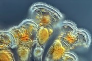 Rotifers Photograph by Science Photo Library