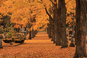 Rows of Maples in orange Photograph by Jeff Folger
