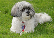 Roxey Glamour Photograph by Arthur Fix