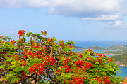 Royal Poinciana View Photograph by Diane Macdonald