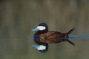 Ruddy Duck In Small Marsh Pond Photograph by John Shaw
