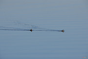 Ruddy Ducks Leaving Wakes DWF120 Photograph by Gerry Gantt