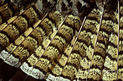 Ruffed Grouse Tail Feathers Photograph by William H. Mullins