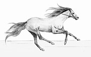 Runaway Drawing by SophiaArt Gallery
