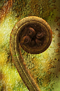 Rust and Fern Photograph by Heiko Koehrer-Wagner