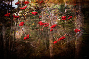 Rustic Photograph by Doug Gibbons Rustic Photograph by Doug Gibbons