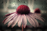 Sad Solitude Photograph by Aimelle Ml