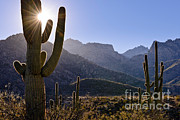 Saguaro Cacti And Catalina Mountains Photograph by John Shaw