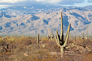 Saguaro National Park Photograph by Craig K. Lorenz