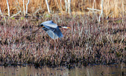 Sailing Through The Marshes Photograph by Mary Lou Chmura