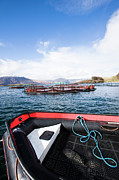 Salmon Farm Photograph by Science Photo Library