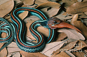 San Francisco Garter Snake Photograph by Gregory G. Dimijian, M.D. San Francisco Garter Snake Photograph by Gregory G. Dimijian, M.D.