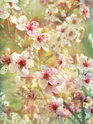 Sand Cherry Flourish Photograph by Kathi Mirto