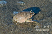 Sand Crab Or Mole Crab Photograph by Anthony Mercieca