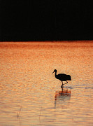 Sandhill Crane Photograph by Steven Ralser Sandhill Crane Photograph by Steven Ralser