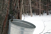 Sap Collection From Maple Tree Photograph by Science Photo Library