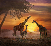 Savanna Sunset Photograph by Melinda Hughes-Berland