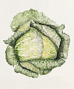 Savoy Cabbage  Painting by Alison Cooper