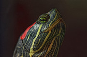 Say What Photograph by Sue Capuano