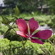 Scarlet Rosemallow - 2 Photograph by Diane Macdonald