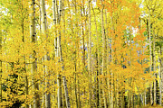 Scenic Vista Fall Colors Mountains Photograph by Adventure photo