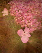 Scent of Hydrangea Photograph by Kathi Mirto
