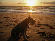 Schnauzer Sunrise Photograph by Stacy Abbott