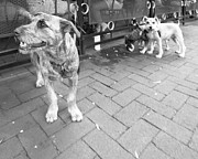 Schnauzers  Photograph by Julie Niemela