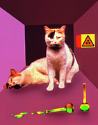 Schrodinger's Cat Experiment Photograph by Science Photo Library