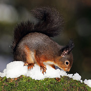 Scottish Red Squirrel in snow Photograph by Grant Glendinning Scottish Red Squirrel in snow Photograph by Grant Glendinning