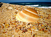 Sea beyond the Shell Photograph by Kaye Menner Sea beyond the Shell Photograph by Kaye Menner