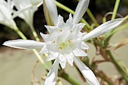 Sea Daffodil (pancratium Maritimum) Photograph by Science Photo Library