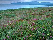 Sea Medick Photograph by Science Photo Library