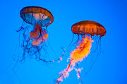 Sea Nettles Photograph by Anthony Sacco