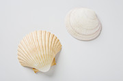 Sea shells Photograph by Chris Hackett