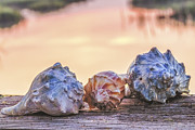 Sea Shells Image Art Photograph by Jo Ann Tomaselli