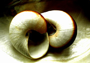 Sea Shells Meeting Photograph by Colette V Hera Guggenheim Sea Shells Meeting Photograph by Colette V Hera Guggenheim