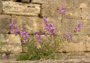 Sea Stock (matthiola Sinuata) Photograph by Science Photo Library