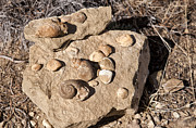 Sea Treasures - In Albuquerque Photograph by Melany Sarafis