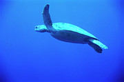 Sea Turtle Photograph by Science Photo Library