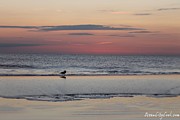 Seagull Strolls The Seashore Photograph by Robert Banach