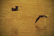 Seagulls Over Lake Galena Photograph by Photographic Arts And Design Studio