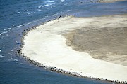 Seals On Beach Scroby Sands Photograph by Science Photo Library
