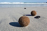 Seaweed Balls On Sandy Beach Photograph by Science Photo Library