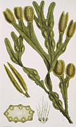 Seaweed Photograph by Science Photo Library